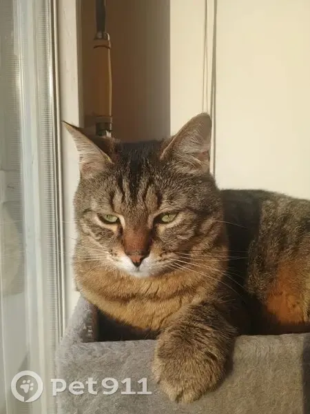 Chat perdue, poils courts à Viry-Châtillon - photo