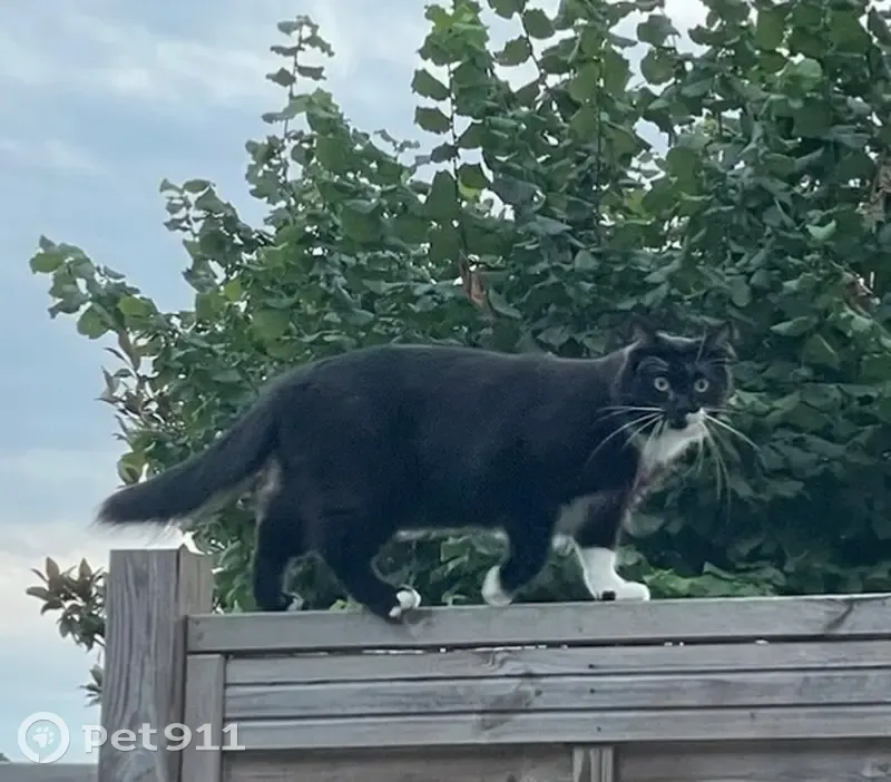 Chatte noire et blanche perdue à Arpajon - photo