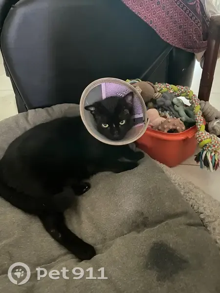 Chat noir perdu, sociable et castré - photo
