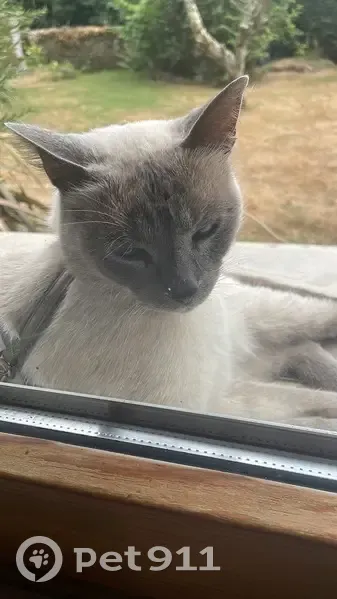 Chat gris perdu à Vertou, Ruelle de Beautour - photo