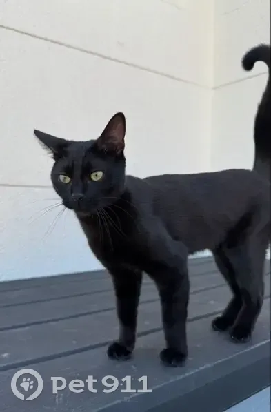 Chatte noire perdue à Montreuil - photo