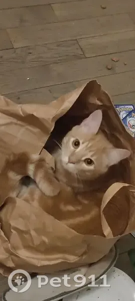 Chat beige aux yeux dorés perdu à Noisy - photo
