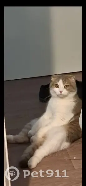 Chat perdu à Lingolsheim : Mimi, 5 ans - photo