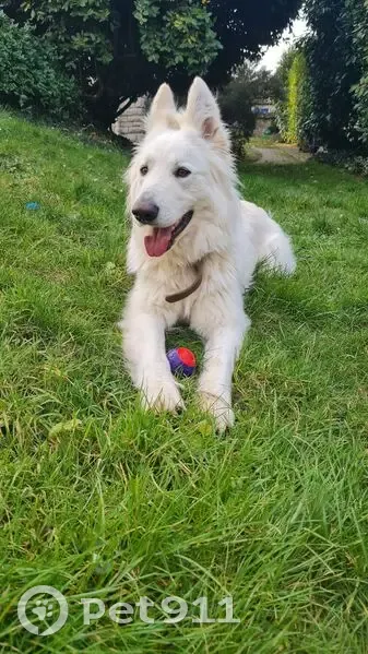Berger blanc Suisse perdu, craintif, Courances - photo