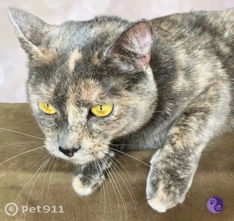 Lost Grey Tortoiseshell Cat at Douglas Ponds - photo