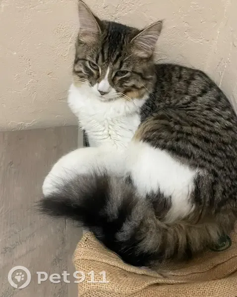 Chat perdu à Lyon : Junior, quartier Bir Hakeim - photo
