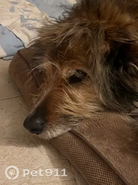 Chienne Mouna perdue, très craintive - photo