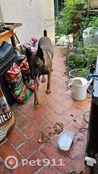 Chien trouvé le 14 juillet à Espéraza - photo
