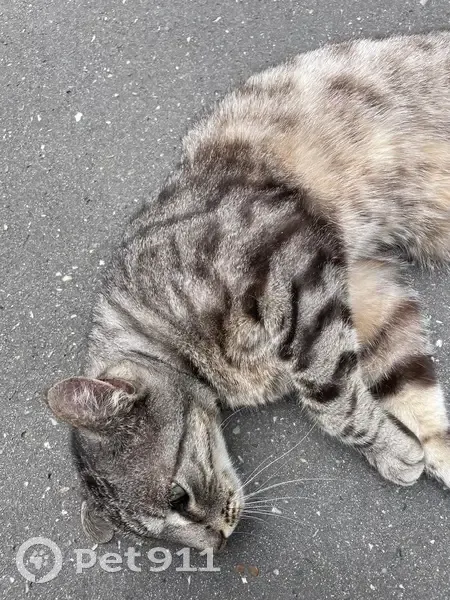 Chat tigré sociable trouvé à Bordeaux - photo