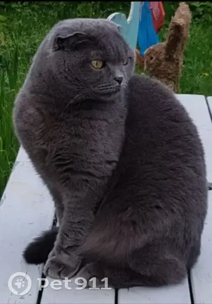 Chat perdue gris craintif à Deuil-la-Barre - photo