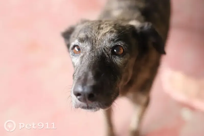 Cachorro perdido Fêmea (brl001185) - photo