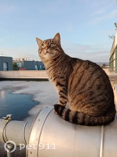 Chatte tigrée perdue à Plaisir, blessée - photo