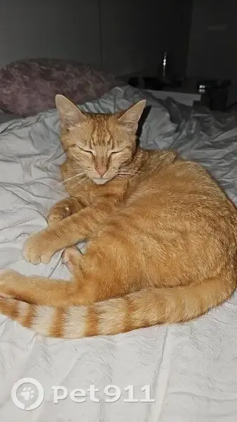 Chatte rousse perdue, tâche noire gencive - photo