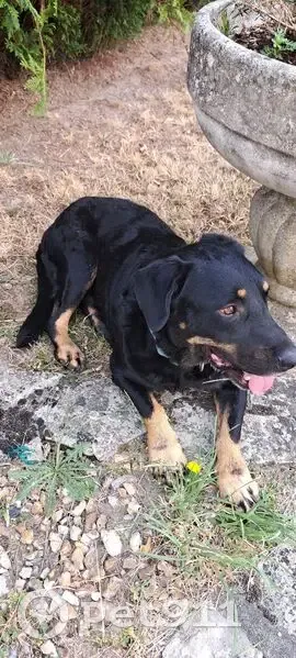 Chien noir trouvé à Argent-sur-Sauldre - photo