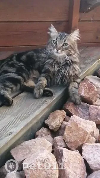 Chat marron angora perdu à Rongères - photo