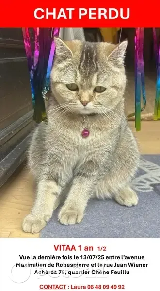 Chat perdue à Achères, collier violet - photo