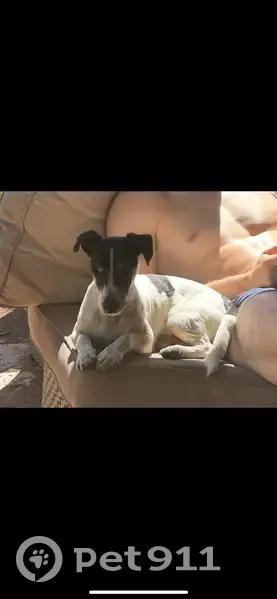 Jack Russel perdu près de St Guillem - photo