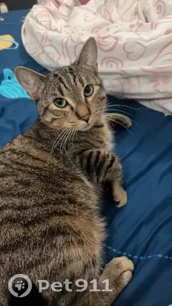 Lost Cat: Joshim Missing in Scarborough - photo
