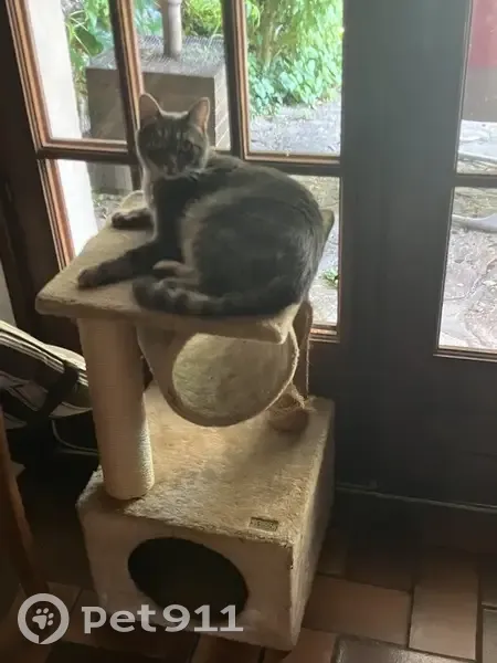 Chat perdu : Jeune tigré à Vaulnaveys - photo