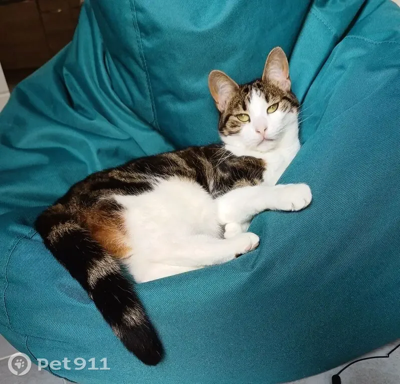 Petite chatte tigrée perdue à Bois-Colombes - photo