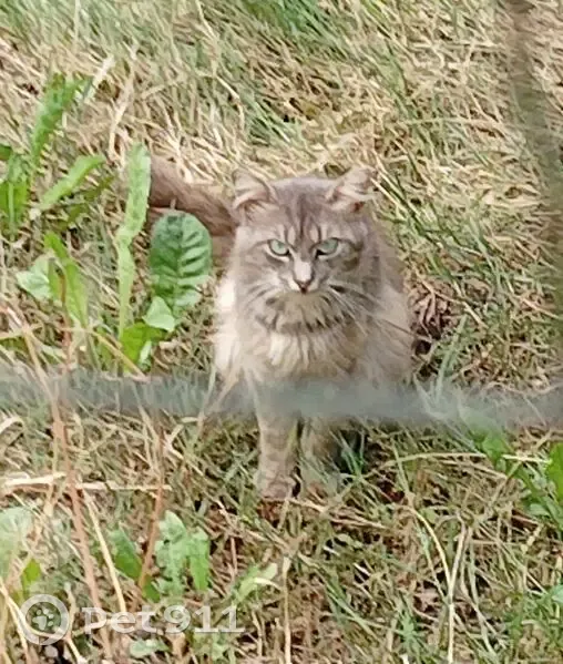 Chat gris craintif trouvé à Argenteuil - photo
