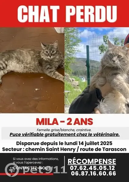 Chatte perdue, écaille diluée, Avignon - photo
