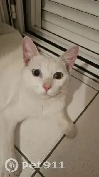 Chat mâle blessé, yeux vairons, Cugnaux - photo