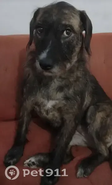 Cachorro perdido Fêmea (brl001190) - photo