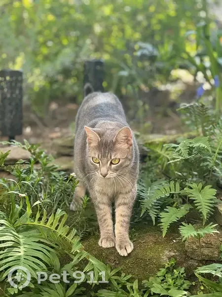 Chat gris perdu, répond à son nom, Rezé - photo