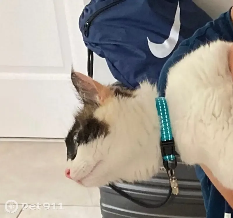 Chatte perdue, yeux bleus, Saint-Laurent - photo