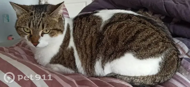Chat tigré-blanc perdu à Nice - photo