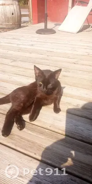 Petit chat noir sociable trouvé affamé - photo