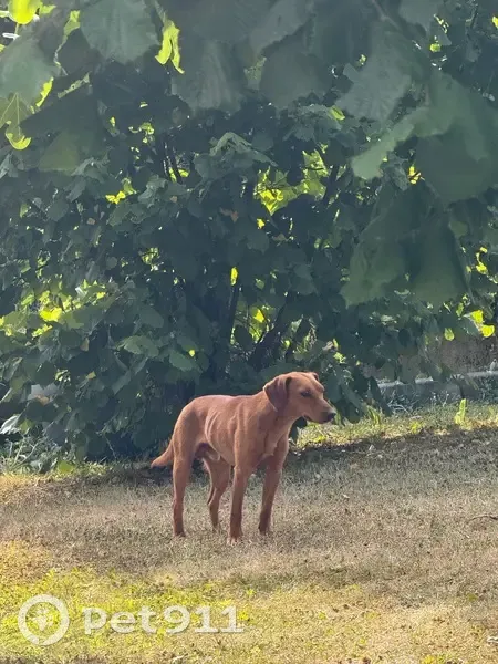 Petit chien trouvé, craintif, La Roche-Blanche - photo