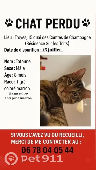 Chat tigré perdu, collier marron, Troyes - photo