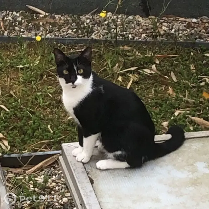 Chat noir et blanc perdu à Bordeaux - photo