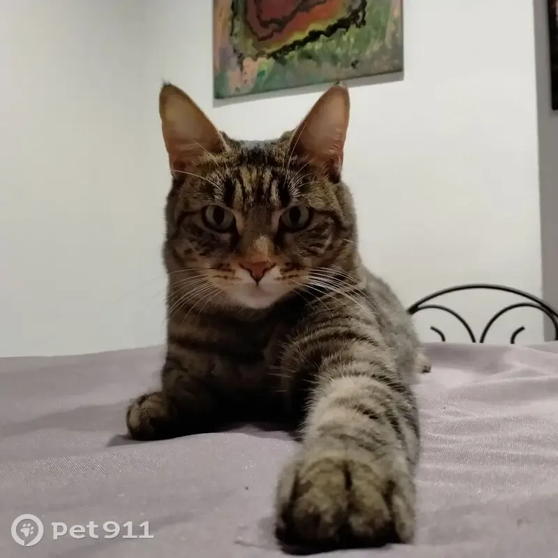 Chatte tigrée perdue, yeux jaunes, Cannes - photo