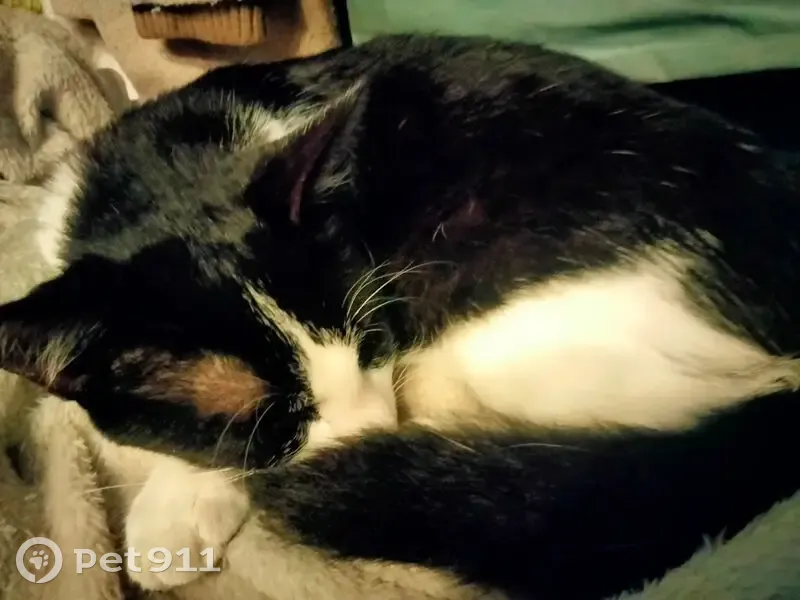 Chat sociable trouvé à Vienne - photo