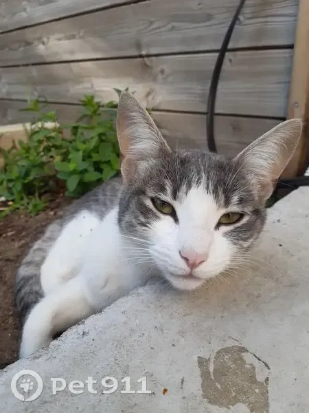 Chatte blanche et grise trouvée à Nantes - photo