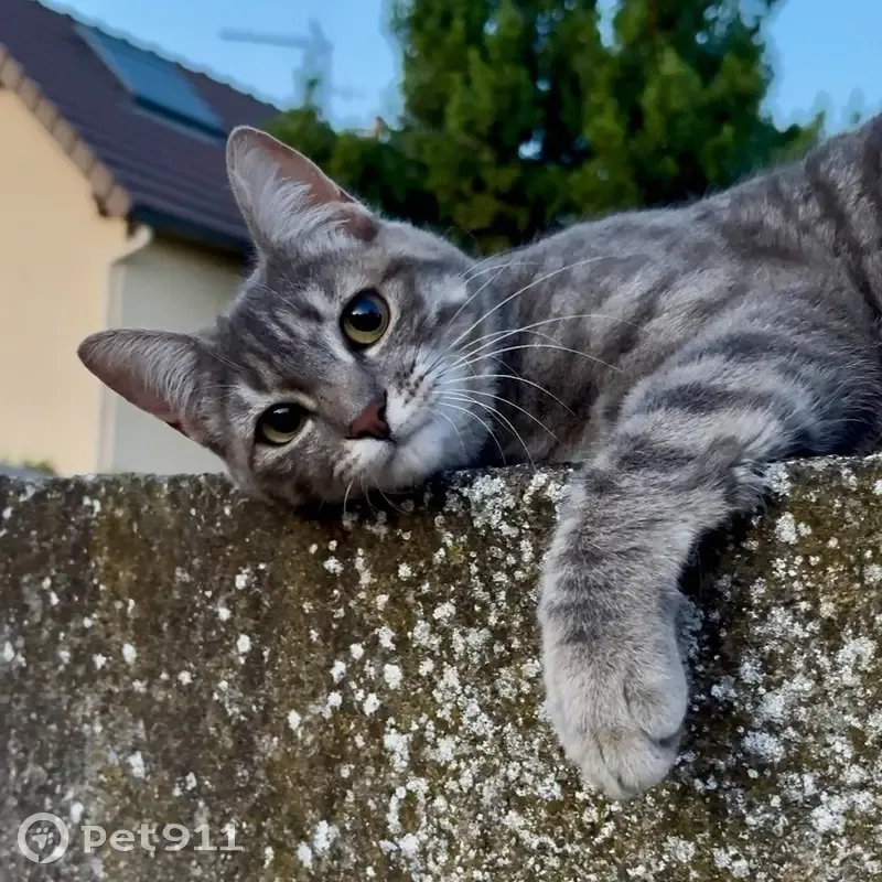 Chatte grise tigrée perdue à Villeneuve - photo