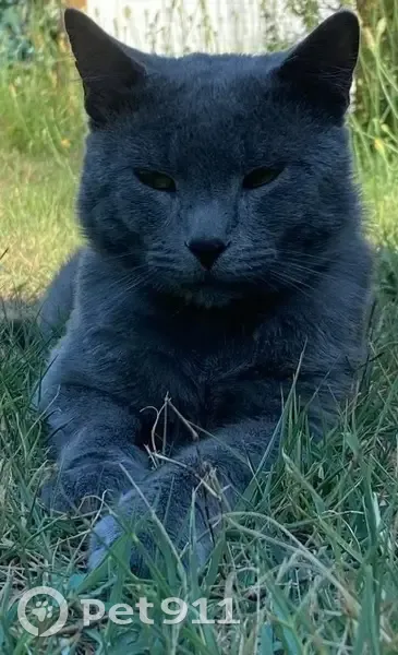 Chat gris perdu à Vensac, infos au 0780466078 - photo