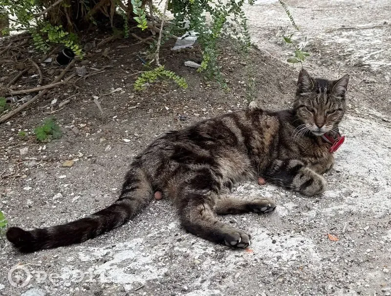 Chat amaigri avec collier GPS à Suresnes - photo