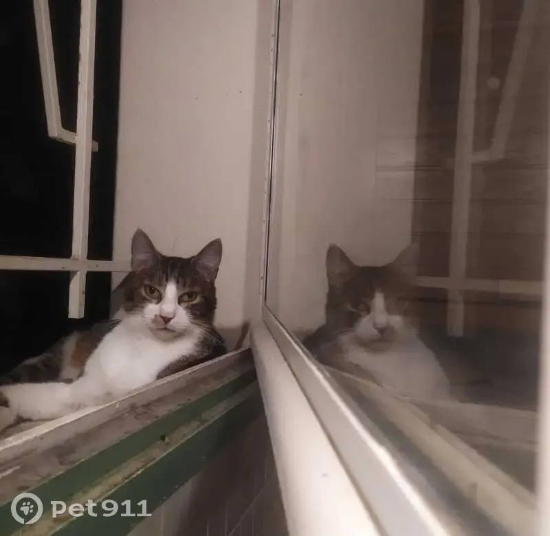 Chatte perdue, grise et blanche, rue Carnot - photo