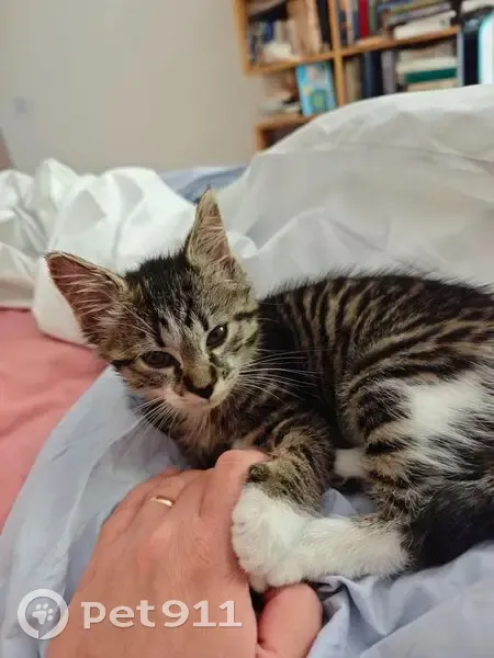 Chaton trouvé à Menthonnex-sous-Clermont - photo