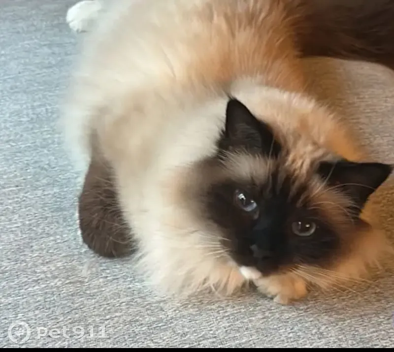 Chat perdu : Yeux bleus, masque noir, Groslay - photo