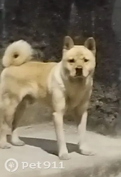 Cachorro encontrado - photo