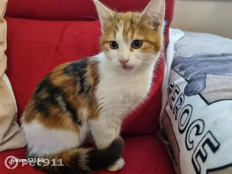 Chaton perdu à Saint-Quentin - photo