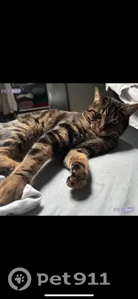 Chatte tigrée perdue à Allauch - photo