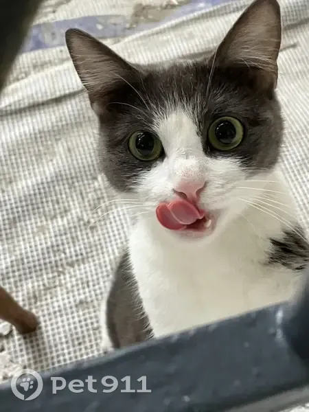 Chatte noire et blanche trouvée à Paris - photo