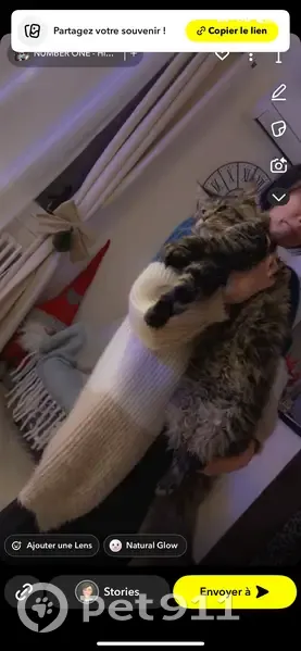 Chat tigré perdu, craintif et blessé - photo