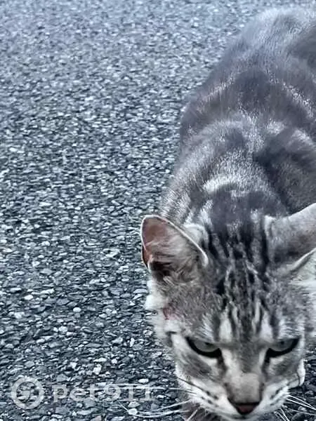 Chat gris tigré trouvé à Frouzins - photo